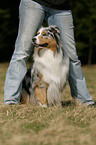 Dog Dancing mit Australian Shepherd