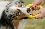 spielender Australian Shepherd