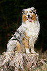 Australian Shepherd