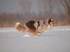 rennender Australian Shepherd