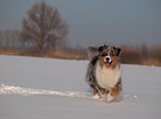 rennender Australian Shepherd