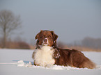 Australian Shepherd