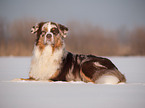 Australian Shepherd