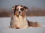 Australian Shepherd