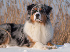 Australian Shepherd