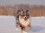 rennender Australian Shepherd