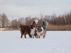 spielende Australian Shepherds