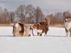 spielende Australian Shepherds