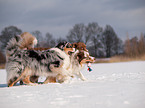 spielende Australian Shepherds