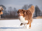 rennender Australian Shepherd