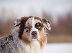 Australian Shepherd Portrait