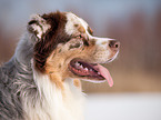 Australian Shepherd Portrait