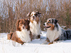 Australian Shepherds