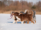 spielende Australian Shepherds