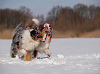 spielende Australian Shepherds