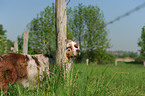 Australian Shepherd