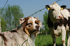 Australian Shepherd und Rind