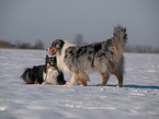 spielende Australian Shepherds