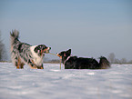 spielende Australian Shepherds