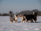 spielende Australian Shepherds