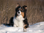Australian Shepherd
