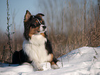 Australian Shepherd