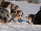 spielende Australian Shepherds