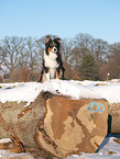 Australian Shepherd