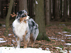 Australian Shepherd