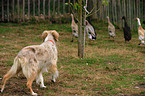 Australian Shepherd htet Enten