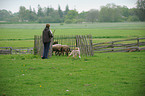 Australian Shepherd htet Schafe