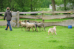 Australian Shepherd htet Schafe