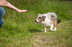 Australian Shepherd soll bleiben