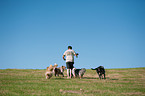 Mann und Australian Shepherds