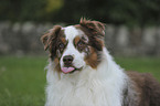 Australian Shepherd Portrait