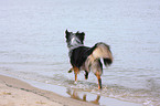 laufender Australian Shepherd