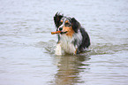 badender Australian Shepherd