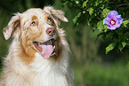 Australian Shepherd Portrait