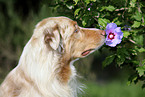 Hunde in Blumen