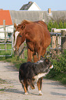 Australian Shepherd und Fohlen