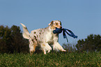 spielender Australian Shepherd