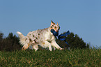 spielender Australian Shepherd