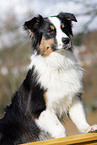 Australian Shepherd