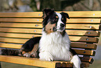 Australian Shepherd