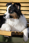 Australian Shepherd