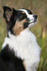 Australian Shepherd Portrait