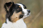 Australian Shepherd Portrait
