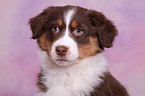 Australian Shepherd Welpe