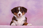 Australian Shepherd Welpe