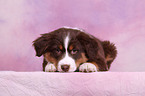 Australian Shepherd Welpe